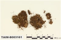 藏品(叢苔科)的圖片